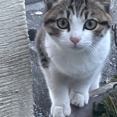 野良の子猫
