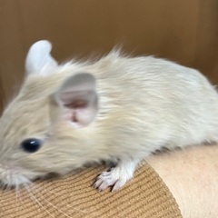 【けんぼの森】デグー《クリーム》11月23日生まれ　♂2匹　デグデグ祭り価格（税込）➡︎5,000円の画像