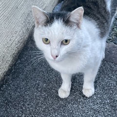 野良のオスかなり慣れています。