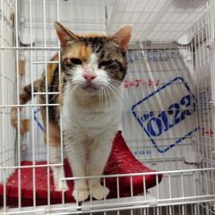 パステル三毛ちゃんシニアさん