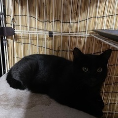 黒猫の里親を募集します。