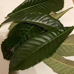 びわの葉 １月８日剪定