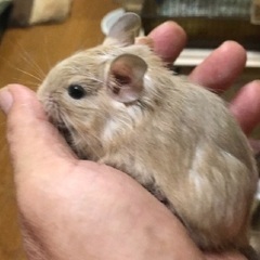 【けんぼの森】デグー《クリーム》11月23日生まれ　♂2匹　デグデグ祭り価格（税込）➡︎5,000円 − 神奈川県