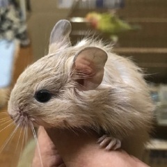 【けんぼの森】デグー《クリーム》11月23日生まれ　♂2匹　デグデグ祭り価格（税込）➡︎5,000円 - 相模原市