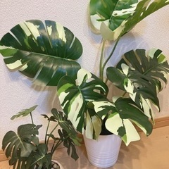 フェイク観葉植物、IKEAとニトリのもの