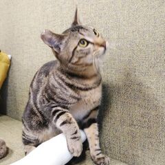 人も猫も大好き！アメショー風キジの男の子　約７ヶ月