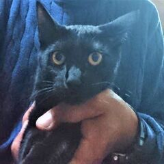 探し猫　生後6ヶ月の黒猫