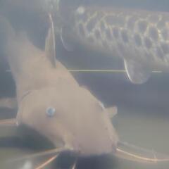 熱帯魚タイガーシャベルノーズキャットSP※大型魚、ナマズ