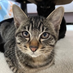 飼い主様が長期の緊急入院の為、新しい家族の方を募集します。