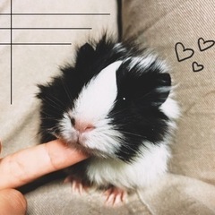 アビシニアンモルモットまだ０歳です！