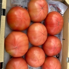 採れたてトマト🍅