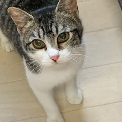 ジャパニーズテールのキジシロちゃん