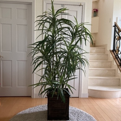 人工シルク観葉植物　(artificial silk plant)