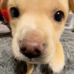 ◉受付終了◉水晶くん✴︎２ヶ月✴︎男の子