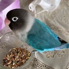 【探しています】ボタンインコ