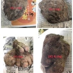 ウベ（紫山芋）　①の画像