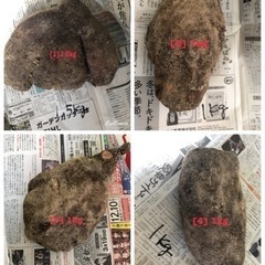 ウベ（紫山芋）　①