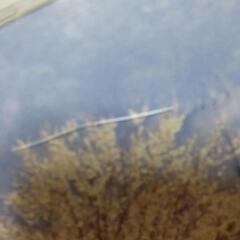 値下げ　錦織健　故郷ＣＤアルバムの画像