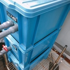 屋外用　濾過層　錦鯉の画像