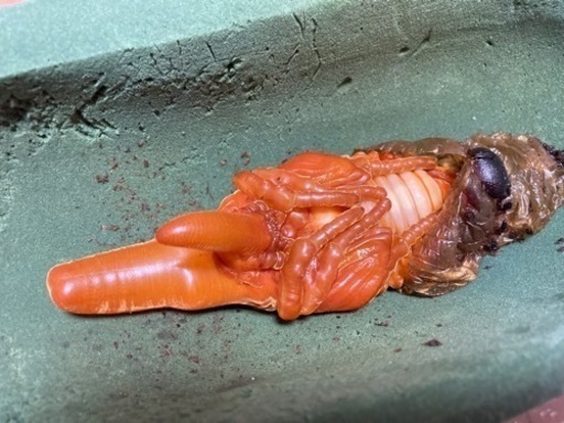 【完売】C68メテオ　インライン　通常タイプ　即ブリペア