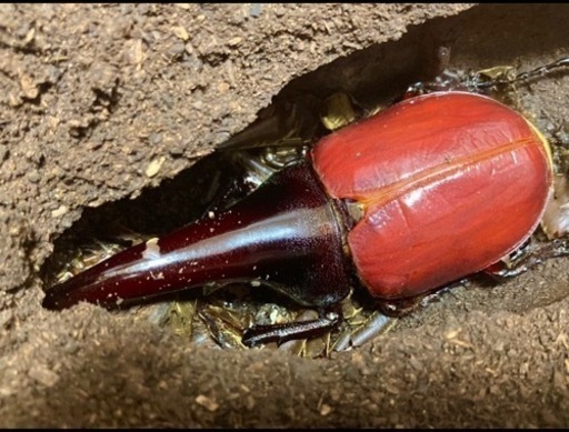 【完売】C68メテオ　インライン　通常タイプ　即ブリペア