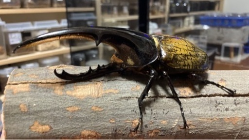 【完売】C68メテオ　インライン　通常タイプ　即ブリペア