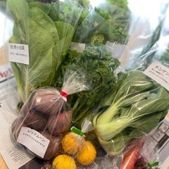 高槻朝採れ野菜宅配セットご注文受付中