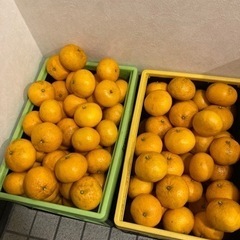 甘夏みかん　無農薬