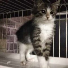 続々初猫in豊明～保護猫の譲渡会2022/01/15☆ちーむ に...