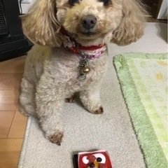 トイプードル　10才9ヶ月