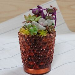 多肉植物寄せ植え⑯