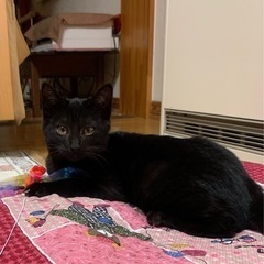 里親さんが決まりました