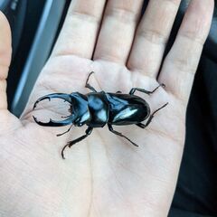 （期間限定格安）ネパレンシス　ペア