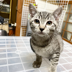 サバトラ✨生後３ヶ月のメス − 福岡県