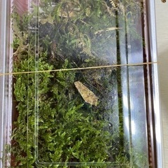 天然苔、売ります。の画像