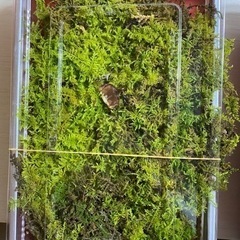 天然苔、売ります。