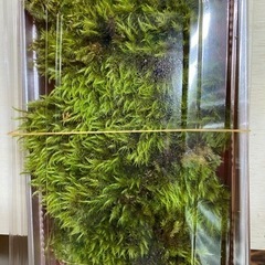 天然苔、売ります。の画像