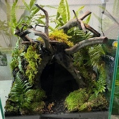 天然苔、売ります。の画像