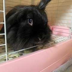 うさぎの里親を探してます！