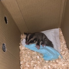 フクロモモンガ