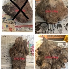 ウベ（紫山芋）　①の画像