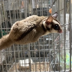 フクロモモンガのメス2匹　ご家族様決まりました。