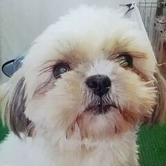 シーズー、8歳雌、里親になってくださる方探しています