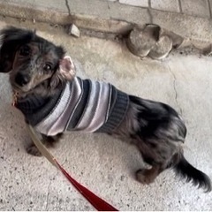小型犬の犬友🐶募集中