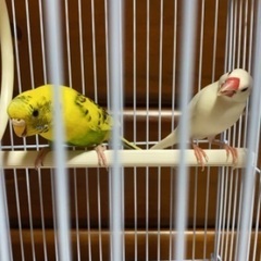 インコ 里親募集