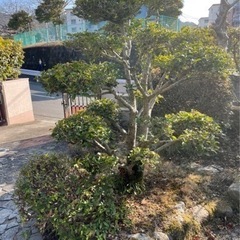 庭木、庭石 いろいろあります。