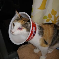 三毛猫