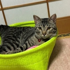 子猫の時、お母さんからはぐれたみたいで、何日経っても迎えに来てく...