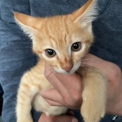 生後3ヶ月茶トラ男の子