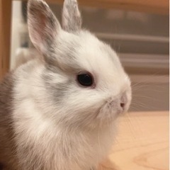 仔ウサギ
